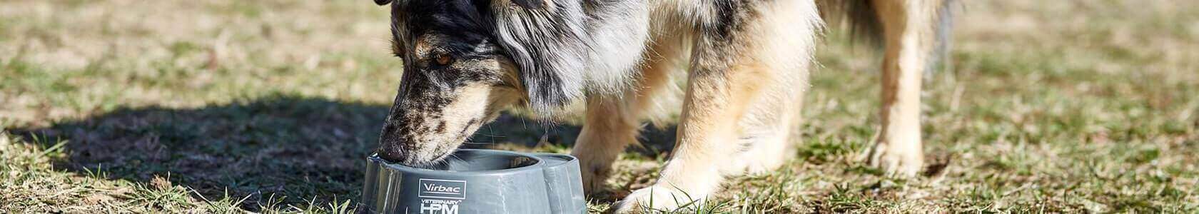 Dogs nutrition